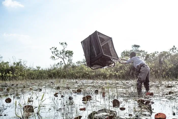 Florida Everglades