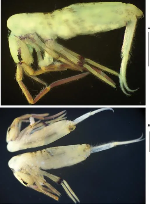Lepidosira similis