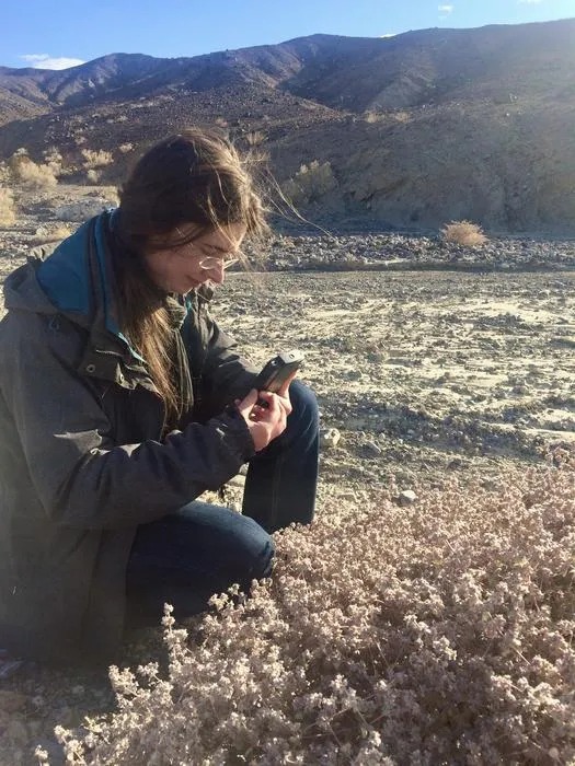 Collecting T. oblongifolia