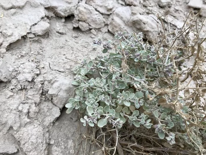 T. oblongifolia