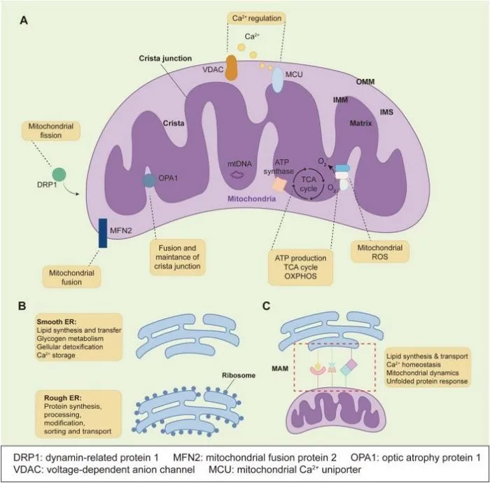 The function of mitochondria, endoplasmic reticulum (ER), and mitochondria-associated ER membranes (MAMs