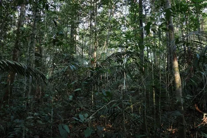 Undisturbed Amazonian forest in the Amazonas state in Brazil
