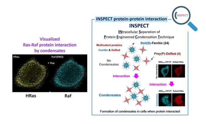 Unraveling the Secret of Cell Movement​