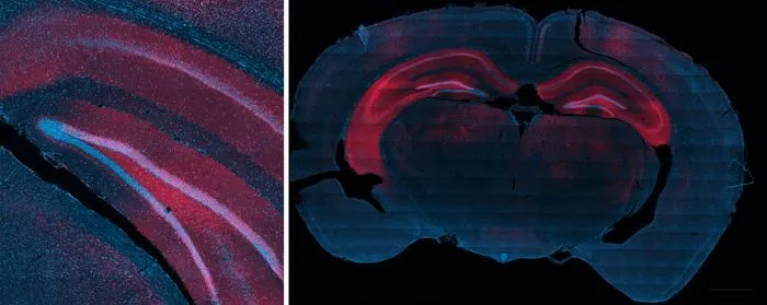 imaging slides