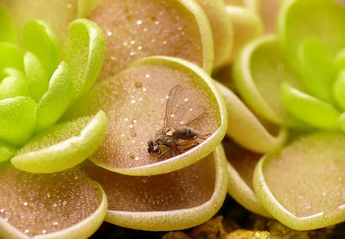 Insect trap and water storage