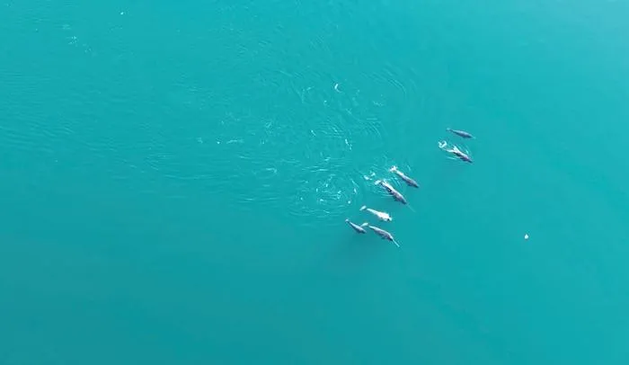 A pod of narwhals swimming at Inglefield Bredning Fjord, Northwest Greenland (Photo by M. Ogawa, August 2024).