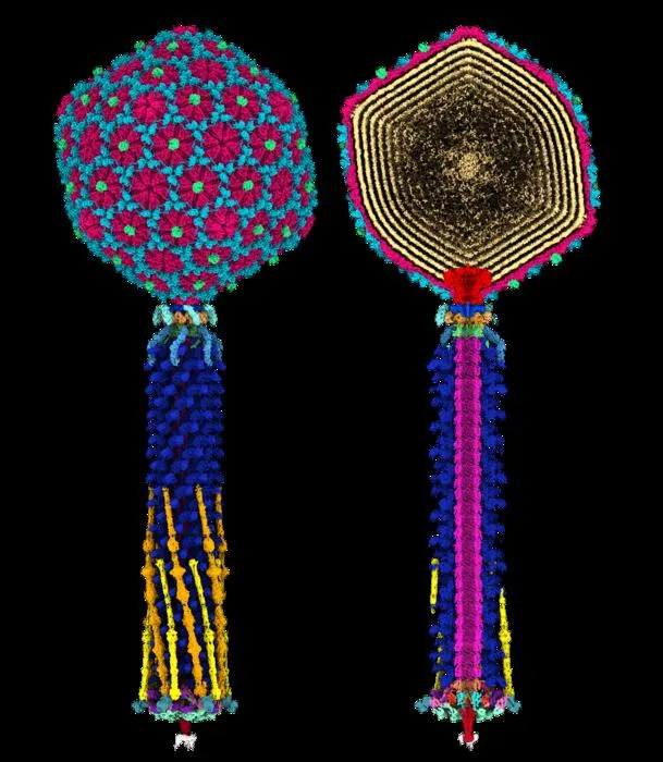 Bas63 inner and outer structure