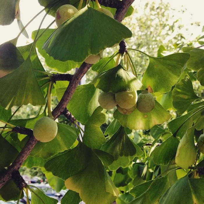 Ginkgo biloba (ginkgo)