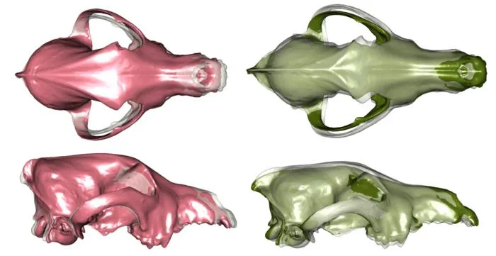 Skull visualisations