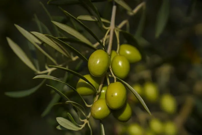 Olives