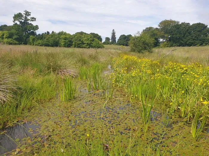 Great Spearwort