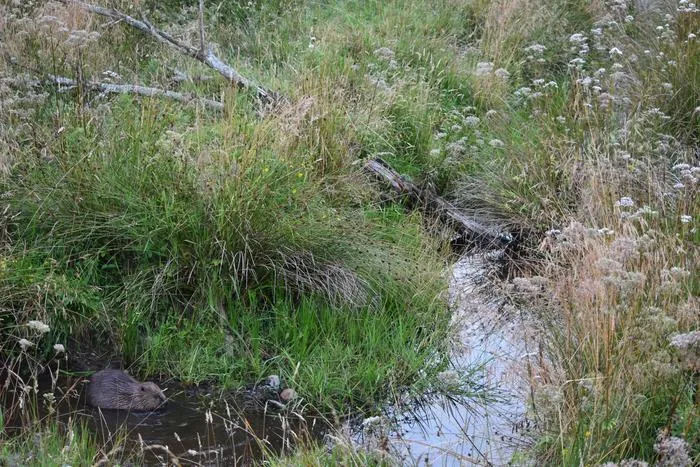 Beaver wetlands