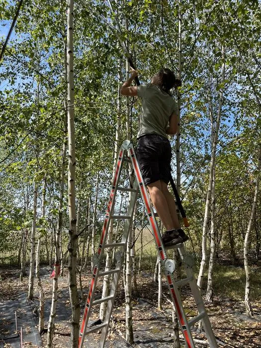 Top-canopy sampling