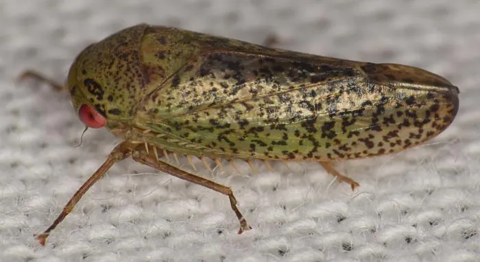 Batracomorphus pardos