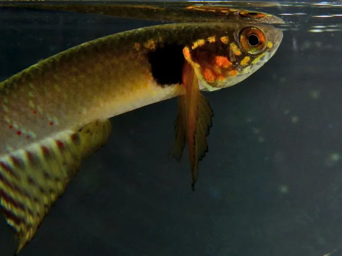 Moema claudiae