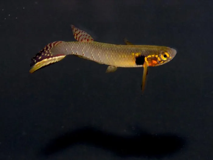 Moema claudiae
