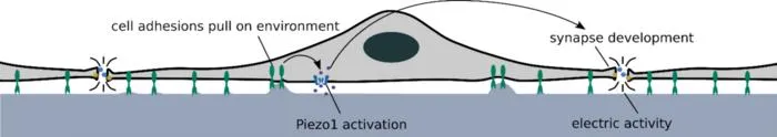 cell adhesions