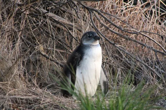 Large chick