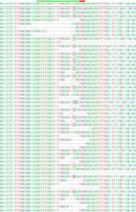 Genome sequencing showing insertions and deletions by CRISPR/Cas9 along the NRF2 gene.
