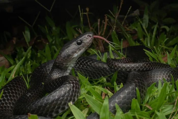 Lycodon irwini