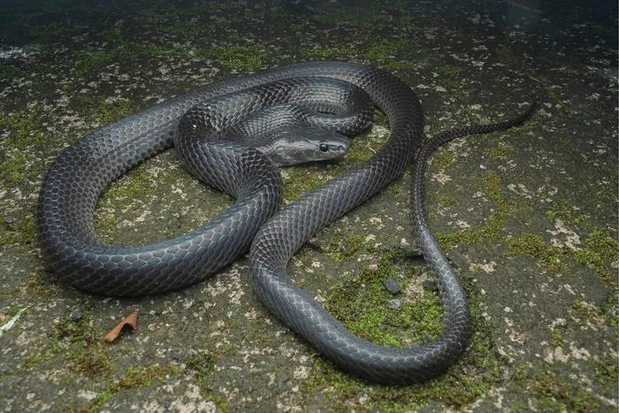 Lycodon irwini