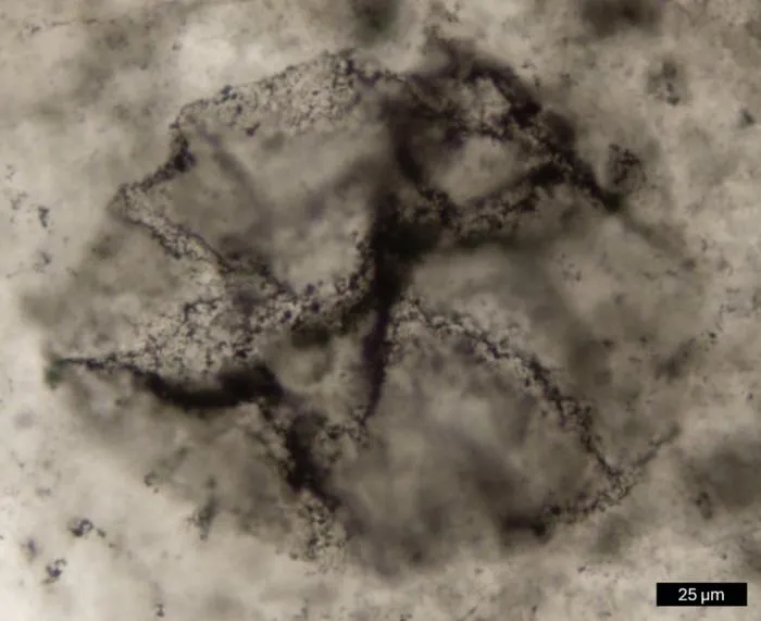 2.5 billion year old fossilized microorganism