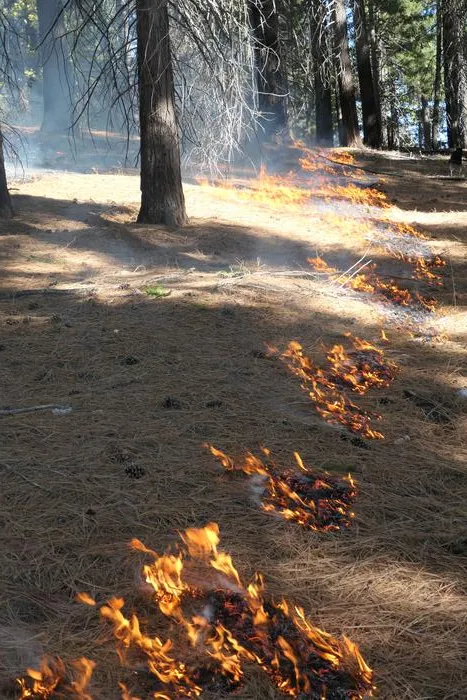 Prescribed burn in the Sierra Nevada