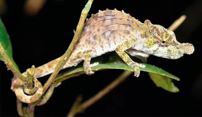 The new species Calumma hofreiteri