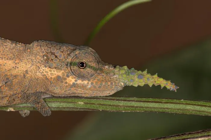 Males of Calumma gallus