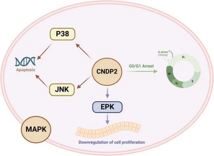 CNDP2 activates the MAPK pathway and arrests the cell cycle, acting as a functional tumor suppressor in gastric cancer.