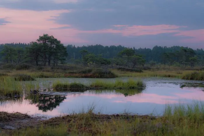 Ancient bogs Hemisphere hold clues to a major shift in the Earth's climate after last Ice Age