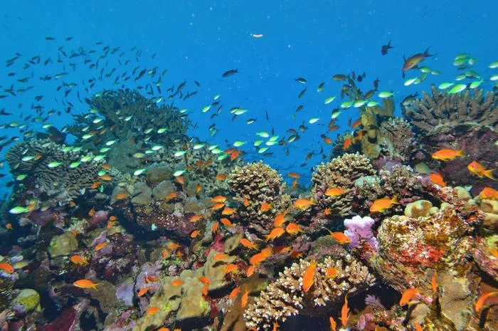 Fig. 3: Coral reefs, such as Elphinstone Reef in Egypt, are important habitats.