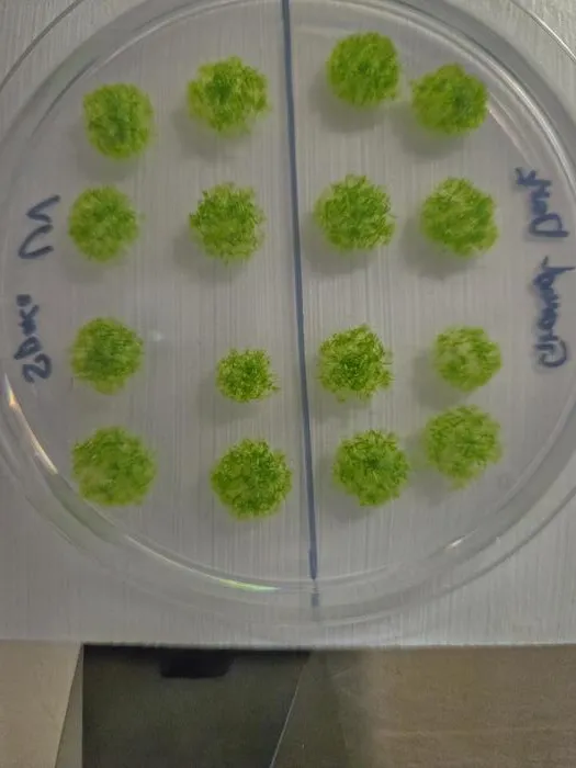 Germinated moss spores
