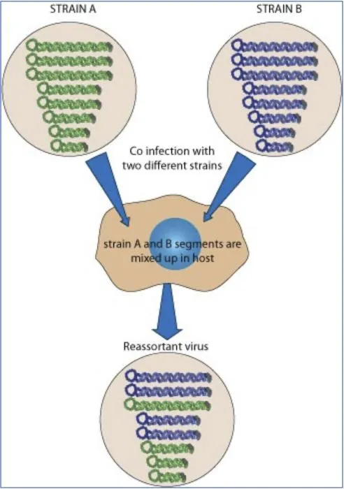 Reassortant virus