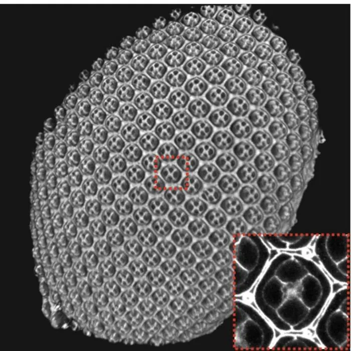 Developing Drosophila (fruit fly) eye