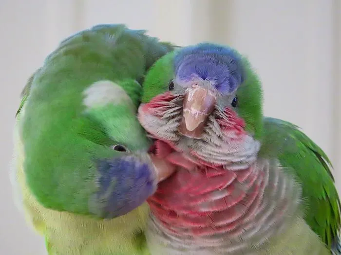 Parakeets