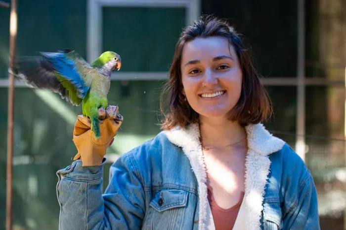 Parakeets