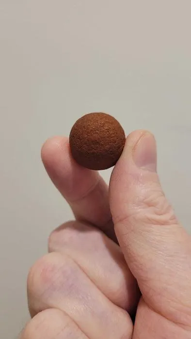 Santalum seed