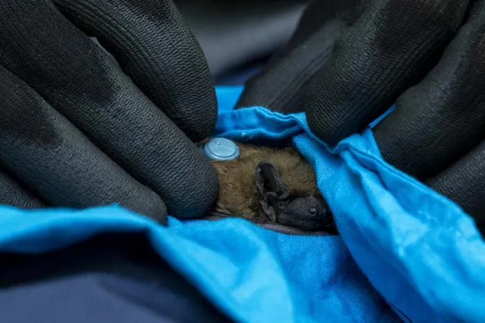 A common noctule (Nyctalus noctula) with a miniaturised transmitter