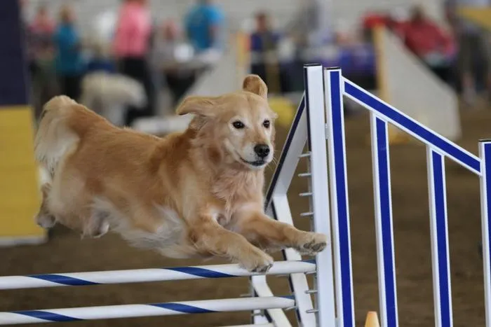 A well-trained golden retriever