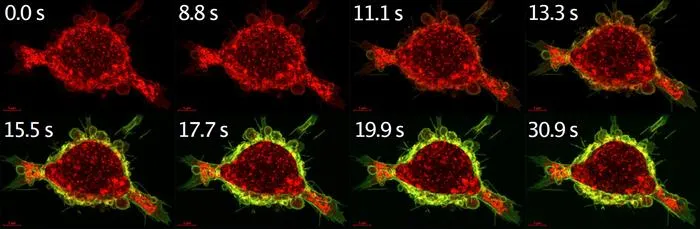 antibody drug binding