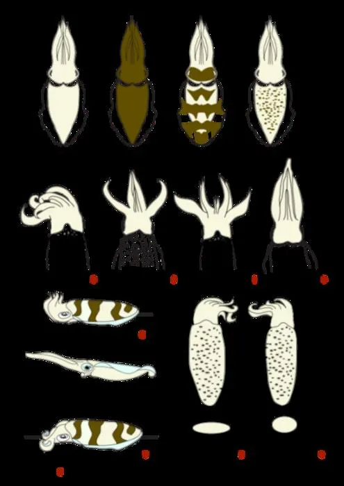 White oval squids camouflage elements