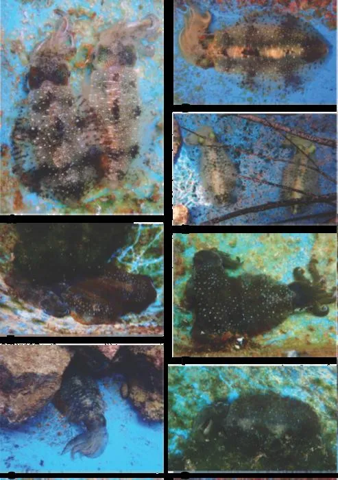 Different camouflaging behaviors by white oval squid