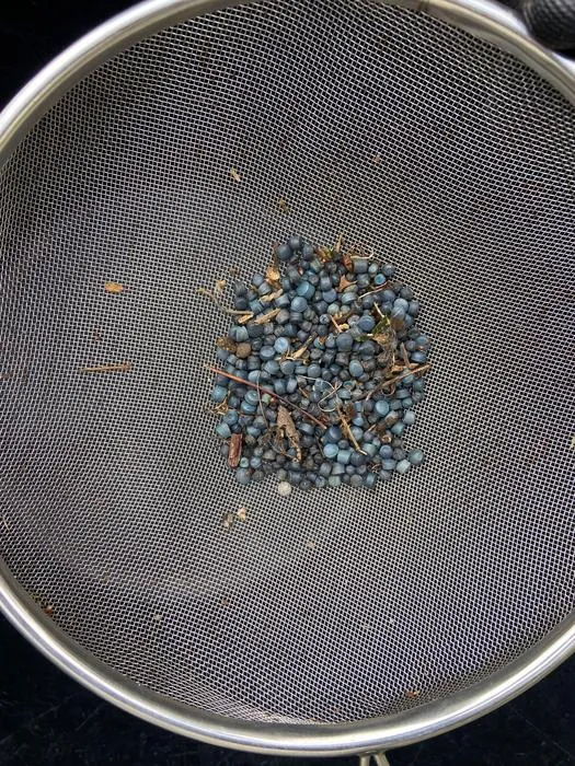 Bio-beads collected near Truro, Cornwall