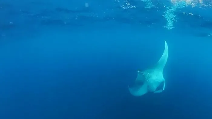 The seamounts of Cape Verde: a biodiversity hotspot and a priority for marine conservation in the central-eastern Atlantic