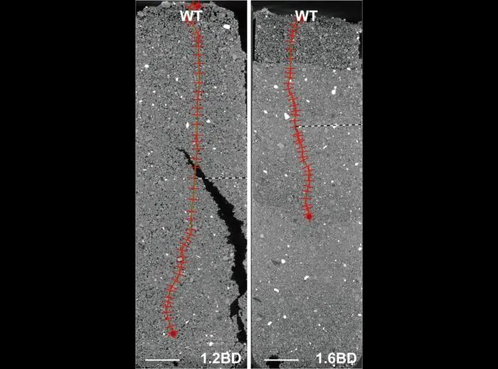 CT images of roots