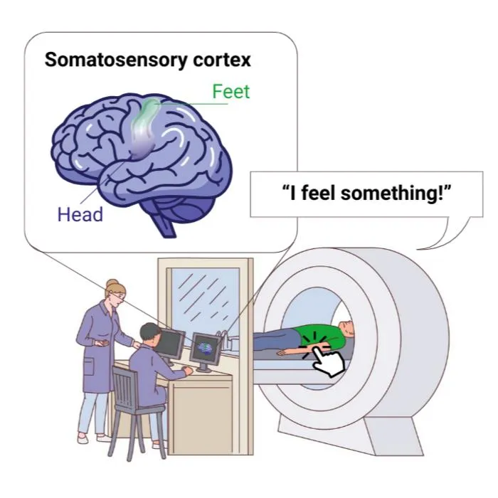 Infographic: somatosensory cortex activity in the human brain
