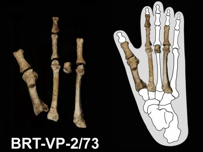 Foot fossil