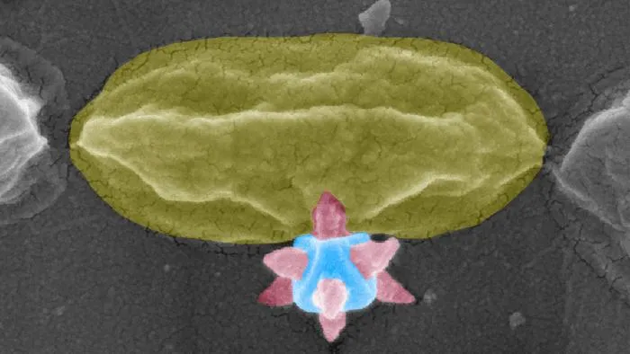 A scanning electron microscopy image of the MOF structure puncturing the bacteria