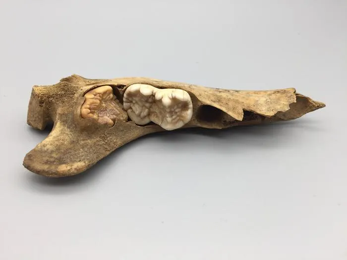 Young cave bear